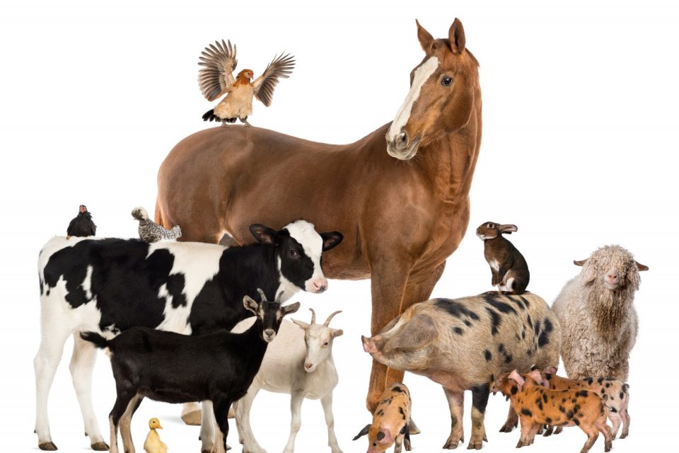 Анатомия сельскохозяйственных животных